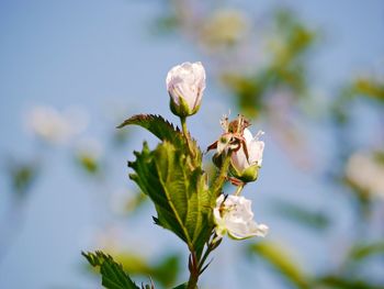 Close-up of white flowering plant