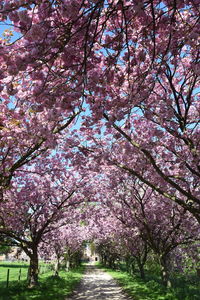 Pink cherry blossoms in park