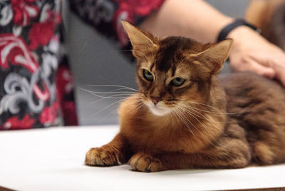 Close-up of cat looking away at home