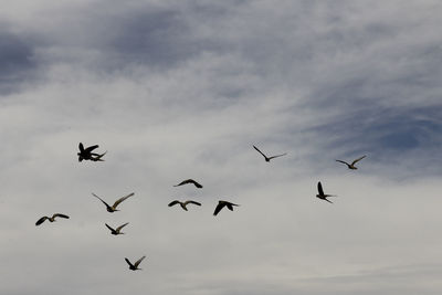 Low angle view of birds flying against sky