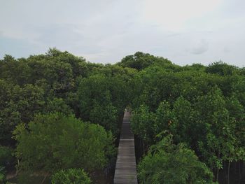 Plants and trees in forest against sky