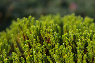 Close-up of moss growing on tree