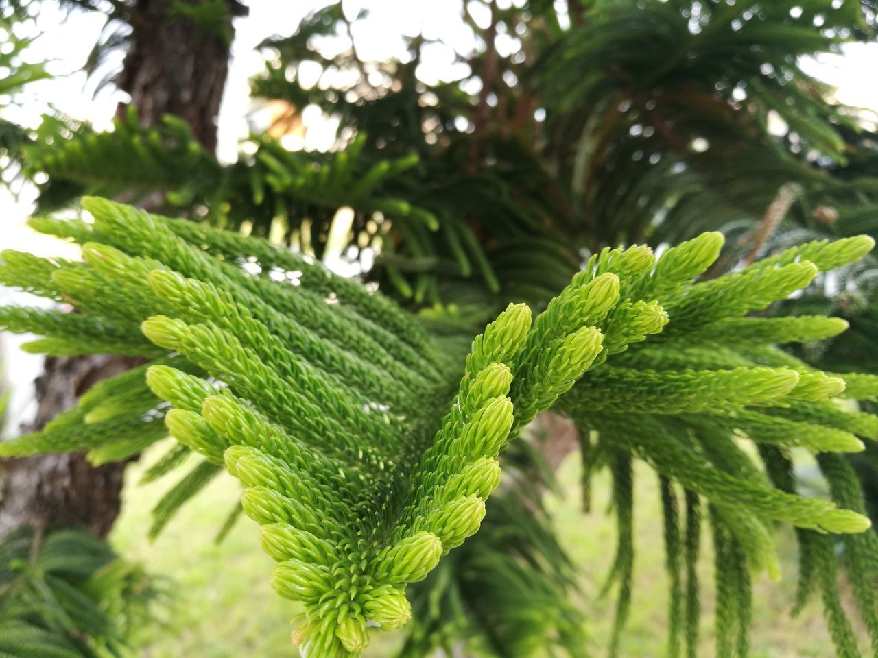 green color, growth, leaf, close-up, nature, no people, focus on foreground, plant, day, outdoors, beauty in nature, freshness, fragility