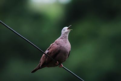 Close-up of bird perching on plant