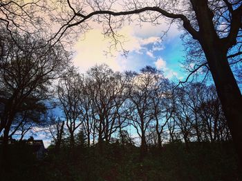 Low angle view of bare trees in forest