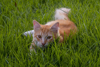 Portrait of kitten on field