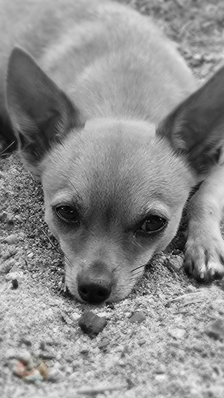 animal themes, domestic animals, dog, pets, one animal, mammal, animal head, close-up, relaxation, animal body part, selective focus, lying down, portrait, resting, looking at camera, zoology, high angle view, no people, loyalty, day