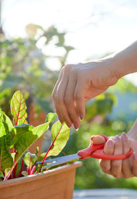 Cropped hand of woman cutting the vegetable leaf 