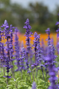 Close-up of purple flowering plant in field