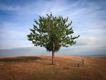 Lonely tree amd a chair in the middle of a field on a cloudy day