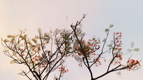 Low angle view of flower tree against clear sky