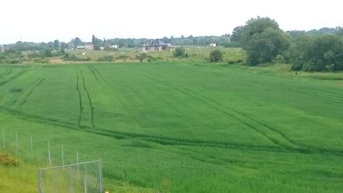 Scenic view of grassy field