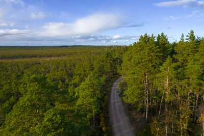 Aerial view from drone of concrete road leading through autumn dense forests in yellow green colors