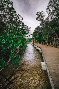 View of trees along river