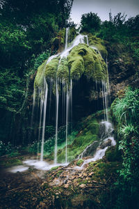 Scenic view of waterfall in forest