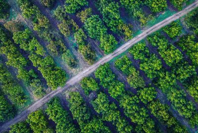 High angle view of lush trees in forest