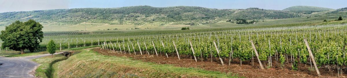 Scenic view of agricultural field against sky