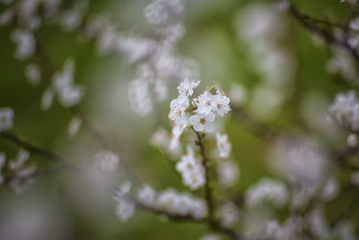 Close-up of flowers growing on tree