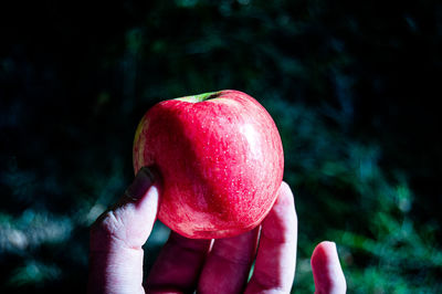 Midsection of person holding strawberry