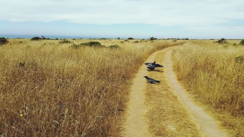 View of two blackbirds on golden cliff hiking trail against ocean and sky