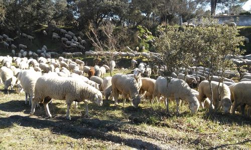 Flock of sheep grazing on field