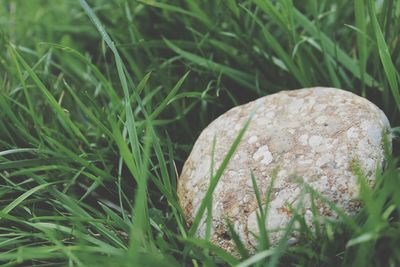 Close-up of fresh green grass in field