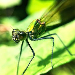 Close-up of insect on plant