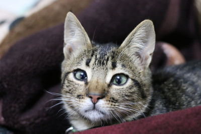 Close-up portrait of tabby cat