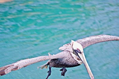 Close-up of seagull flying over sea