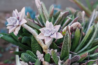 Close-up of succulent  plants