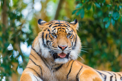 Close-up portrait of tiger against trees