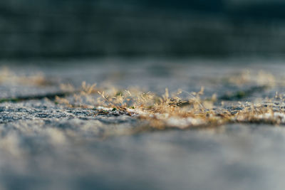 Surface level of grass growing on field