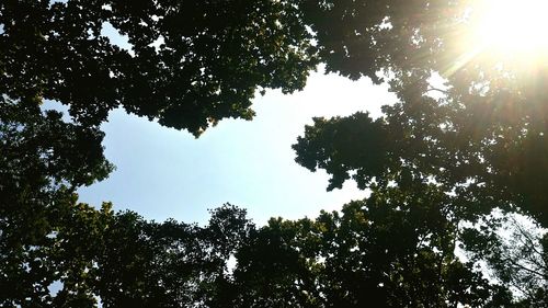 Low angle view of trees against sky