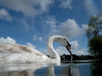 Swan swimming on lake against sky