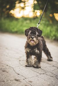 Portrait of dog on footpath