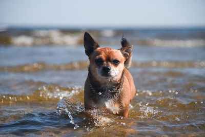 Portrait of dog in the sea