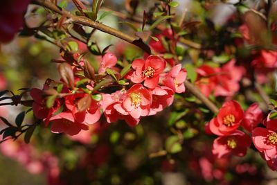 Close-up of pink cherry blossoms