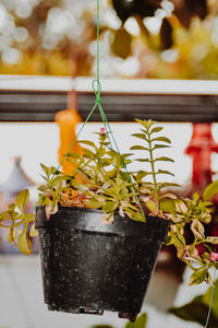 Close-up of potted plant hanging in pot