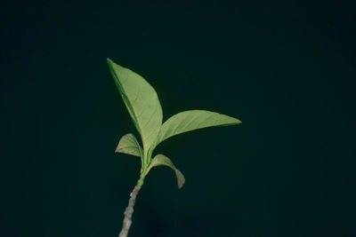 Close-up of plant leaves against black background