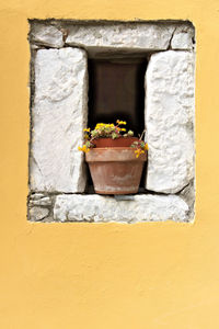 Close-up of potted plant against wall