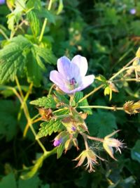 Close-up of purple flower growing on plant