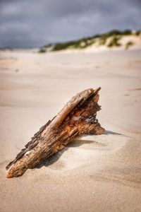 Close-up of driftwood on beach