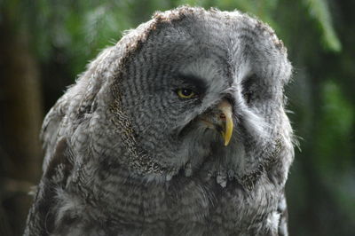 Close-up portrait of owl