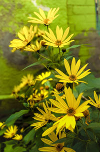 Close-up of yellow flowering plant