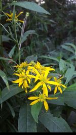 Close-up of yellow flowers blooming outdoors