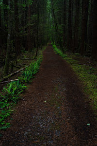 Dirt road amidst trees in forest