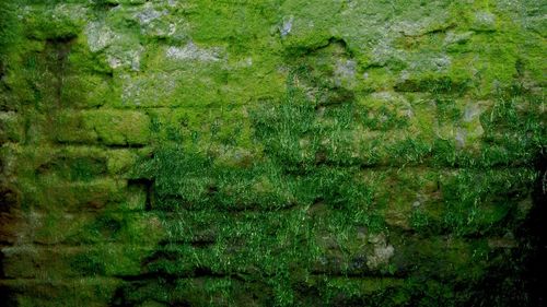 Full frame shot of moss