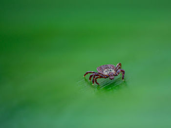 Close-up of spider