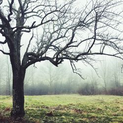 Bare trees on field