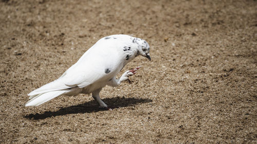 White bird on sand